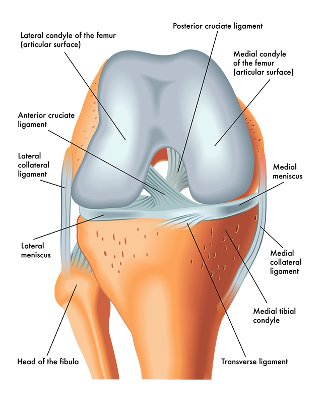 ACL Surgery at Sports Surgery Clinic