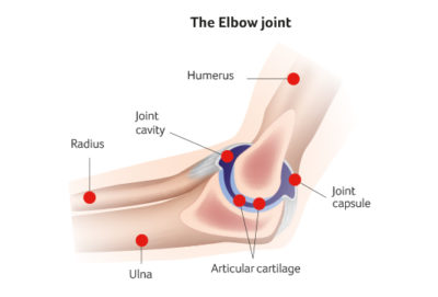 Elbow Surgeon at Sports Surgery Clinic